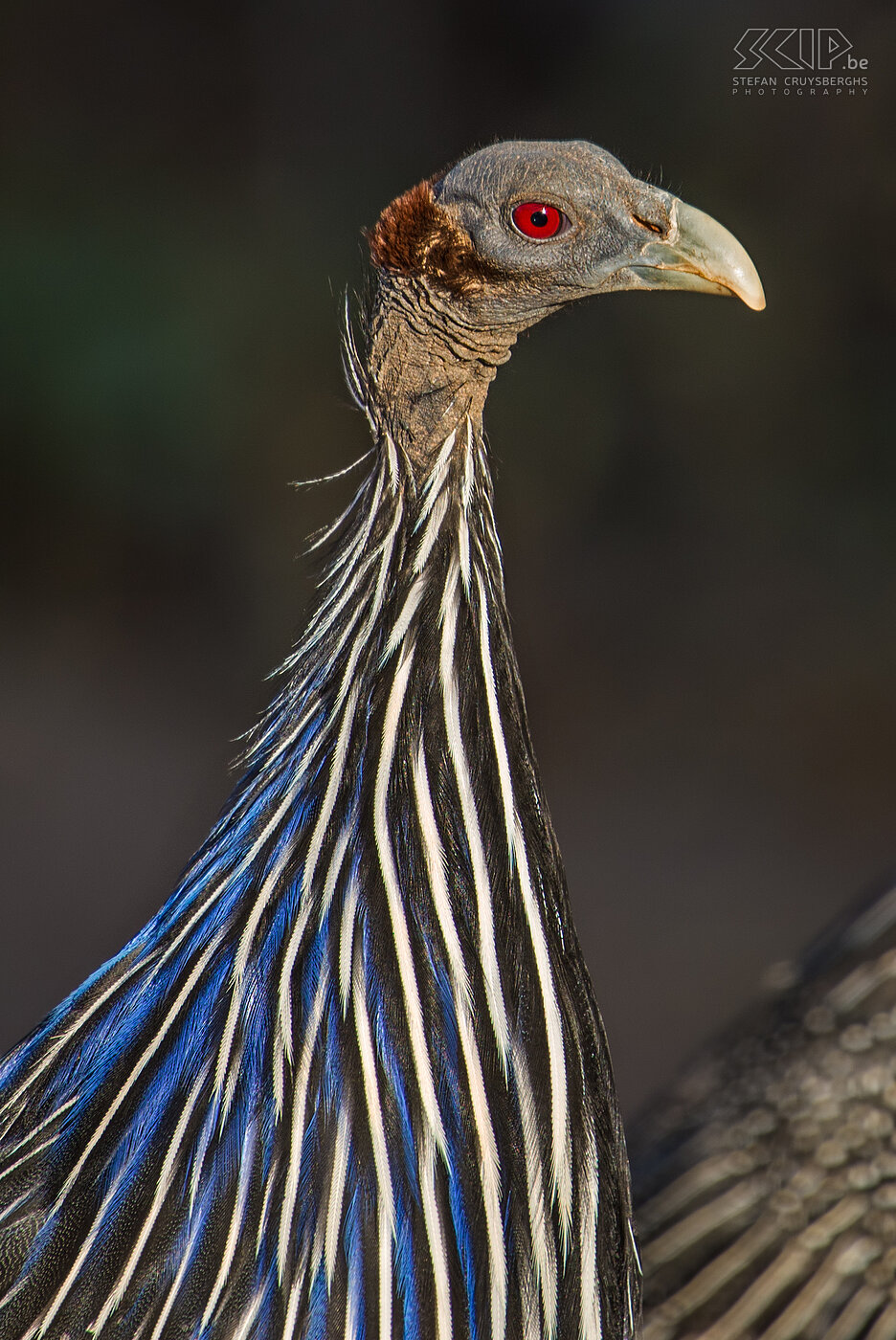 Samburu - Vulture guineafowl Close-up of a vulture guineafowl (Acryllium vulturinum). Stefan Cruysberghs